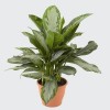 Les plantes vertes Les plantes vertes