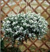 Les plantes pour suspension Les plantes pour suspension