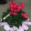 Les plantes fleuries Les plantes fleuries