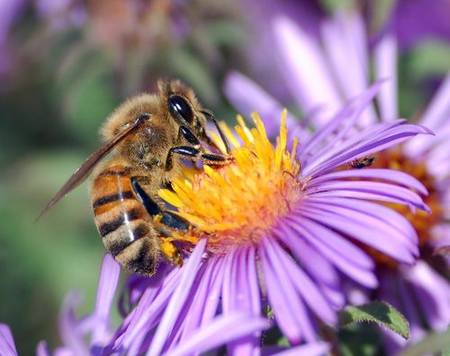 abeille-fleur