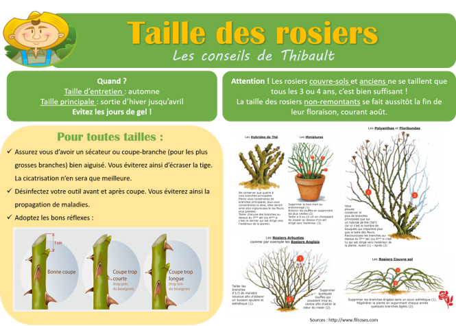 taille rosier