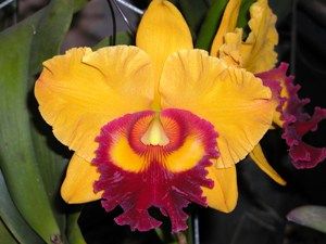 Cattleya