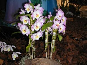 Dendrobium