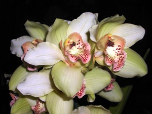 Cymbidium