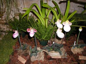 Paphiopedilum