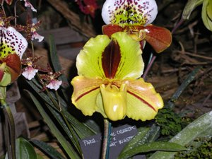 Paphiopedilum