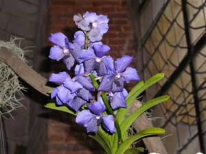 Vanda