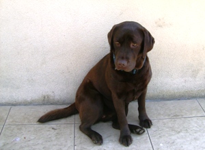 labrador