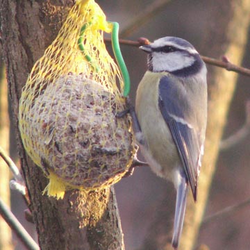 nourrir_les_oiseaux_en_hiver_au_jardin