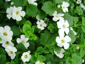 Le Bacopa