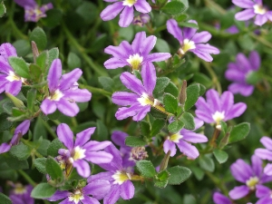 Le Scaevola