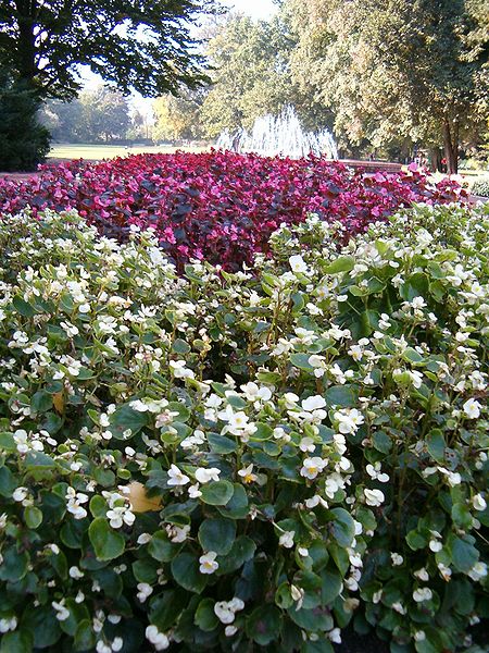 450px Begonia Semperflorens