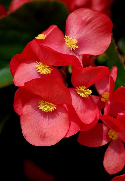 begonia