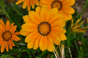 Gazania