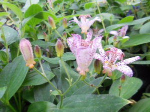 Tricyrtis