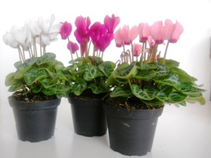 Mini Cyclamen