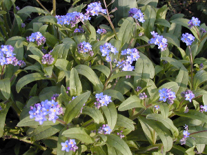 Myosotis