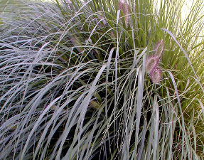 Pennisetum