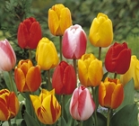 tulipes-fleurs