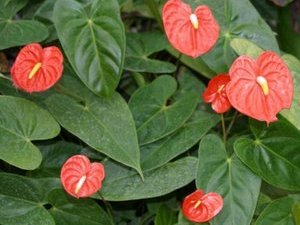 Anthurium