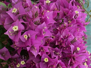 Bougainvillier