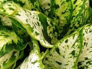 Dieffenbachia