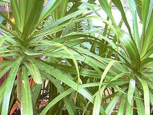 Dracaena