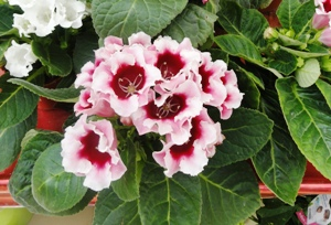 Le Gloxinia