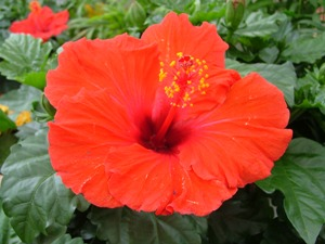 L'Hibiscus