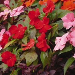 impatiens-nouvelle-guinee_1