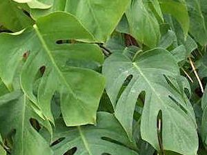 Philodendron