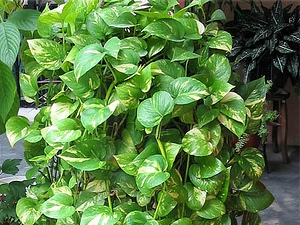 Pothos