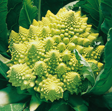 Romanesco