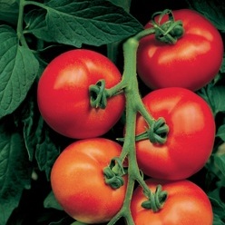 tomate-v