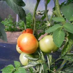 tomates