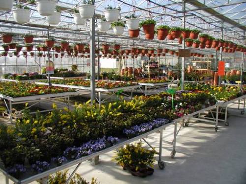 serres-croisette-vente-plantes-fleuries