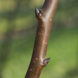 bourgeons-fruitiers