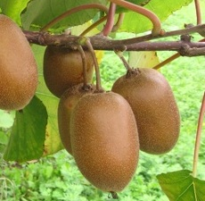 Actinidia (kiwi)