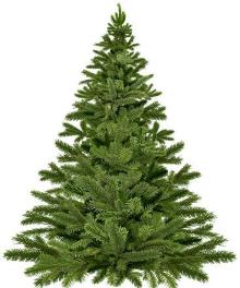 sapin nordmann carousel
