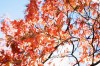 Les plantes d'automne Les plantes d'automne