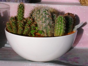 Les Cactus