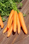 Carottes