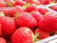 Fraises