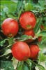 Les fruitiers Les fruitiers