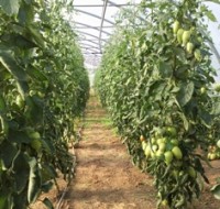 Les Tomates Les Tomates
