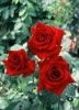 Les rosiers Les rosiers