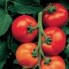Les plants de légumes Les plants de légumes