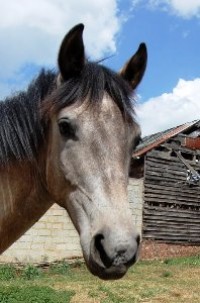 les animaux d'élevage et les chevaux les animaux d'élevage et les chevaux