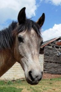 les animaux d'élevage et les chevaux